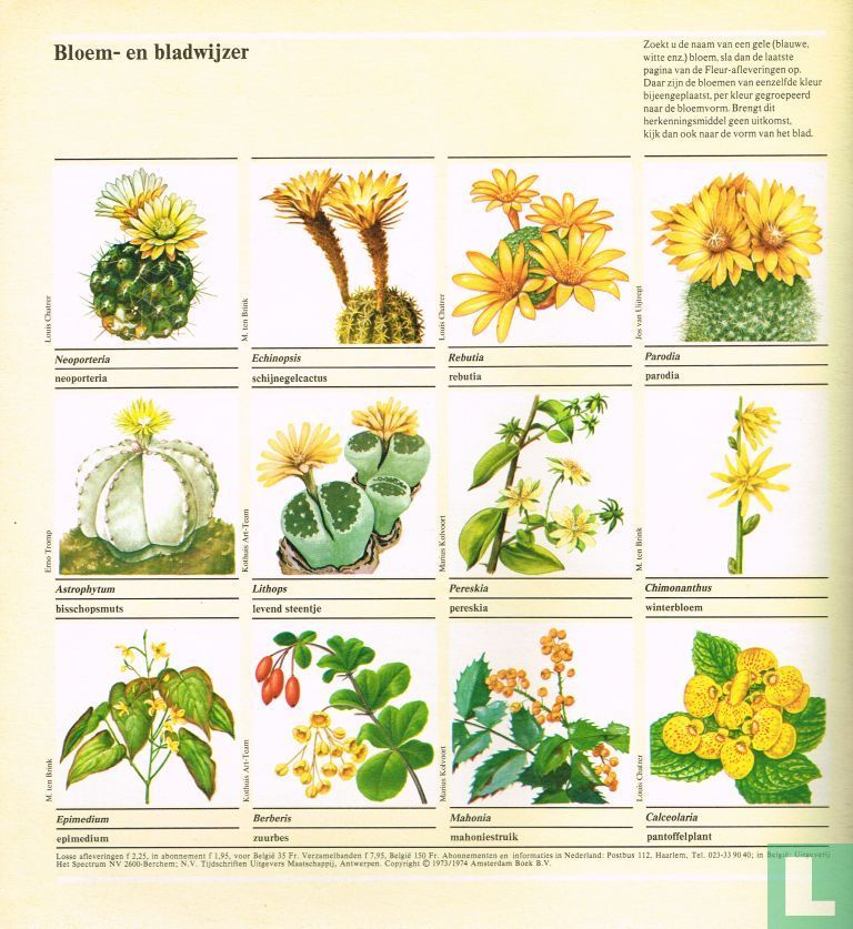 Fleur 54