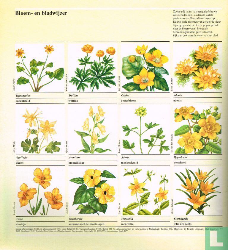Fleur 50