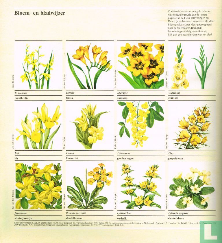 Fleur 51