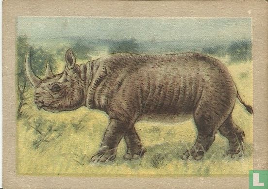 Neushoorn