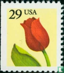 Tulpe