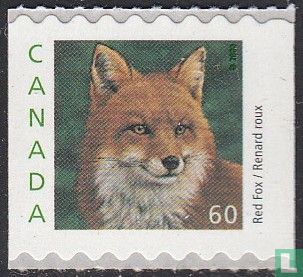 Red fox