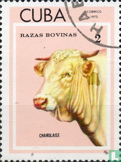 Cattle
