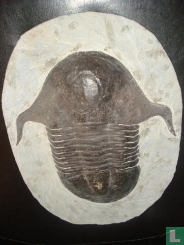 Triboliet ca. 3 kg uit Erfoud-Marokko