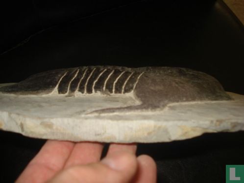 Triboliet ca. 3 kg uit Erfoud-Marokko