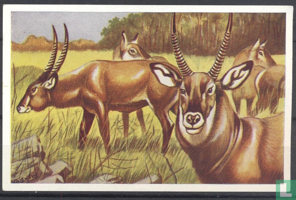 Waterbok