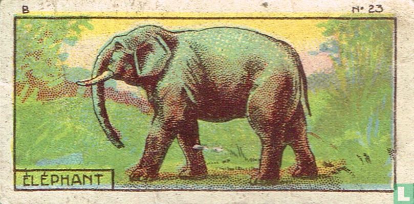 Olifant