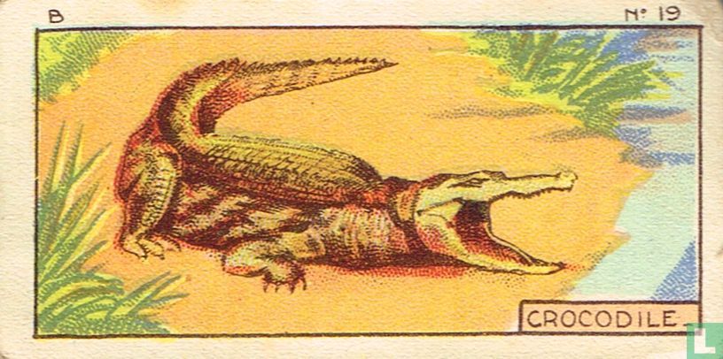 Krokodiel