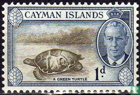 Tortue verte