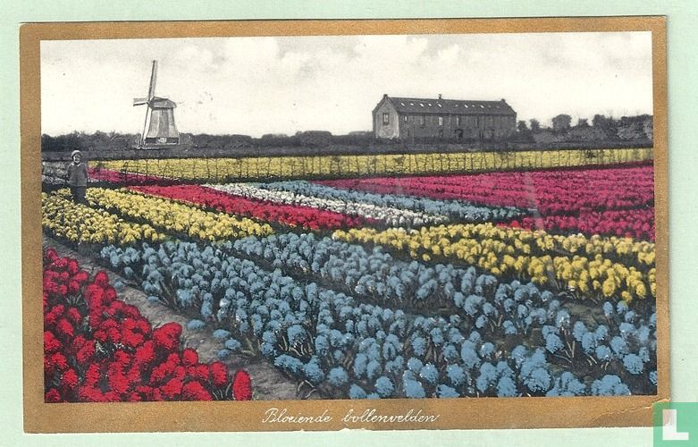 In het Bollenland