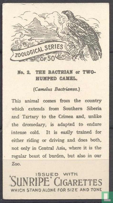 The Bactrian or Two-Humped Camel