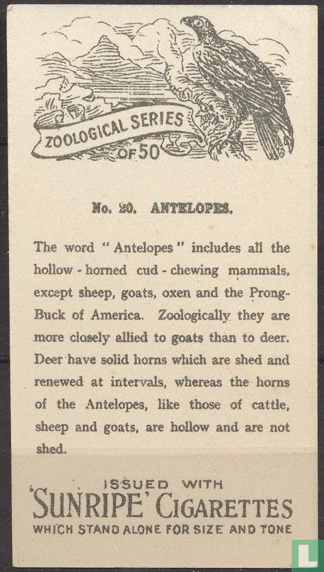 Antelopes
