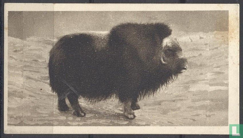 Musk Ox