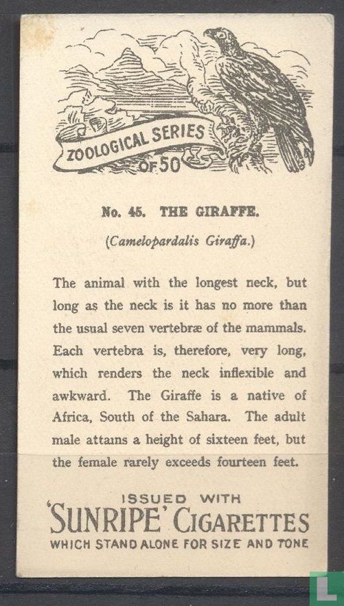 The Giraffe