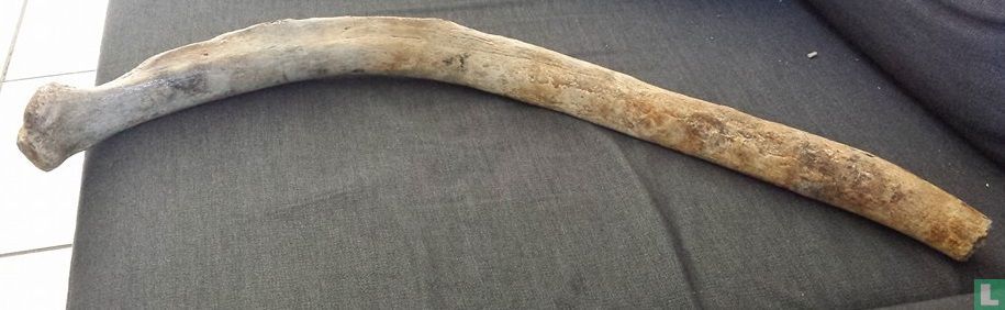 Mammoet rib