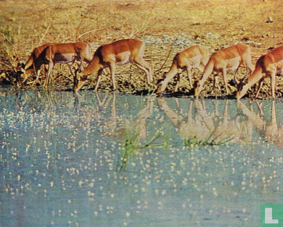 Antilopen.