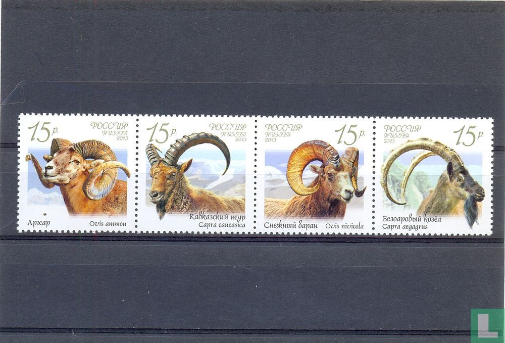 Mountain goats
