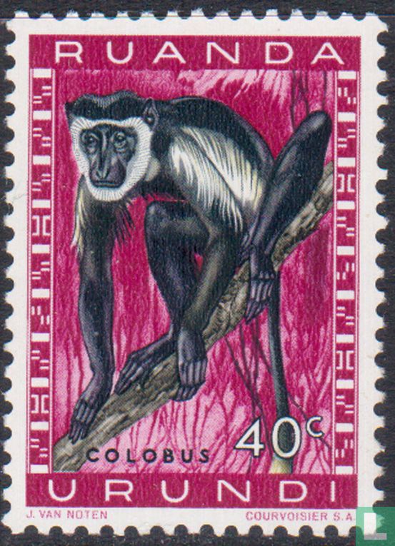 Colobus Monkey