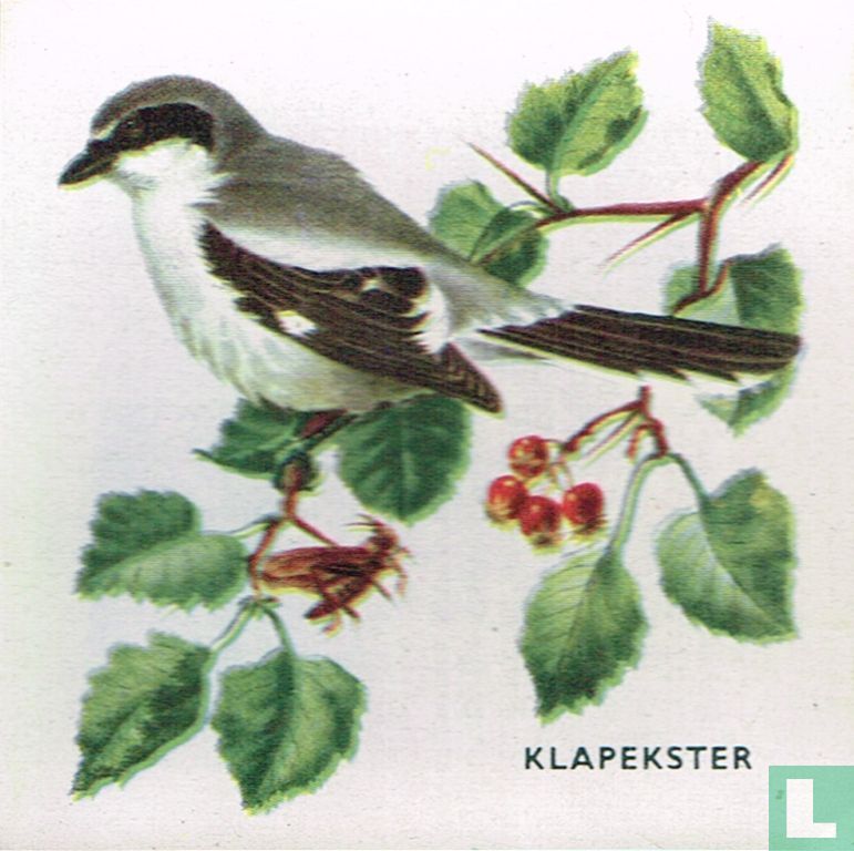 Klapekster