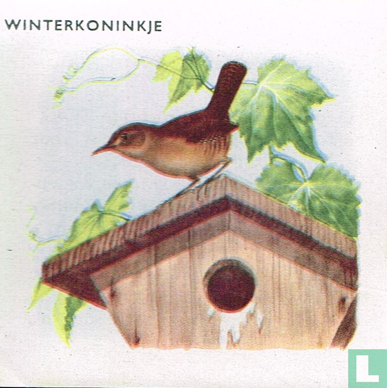 Winterkoninkje