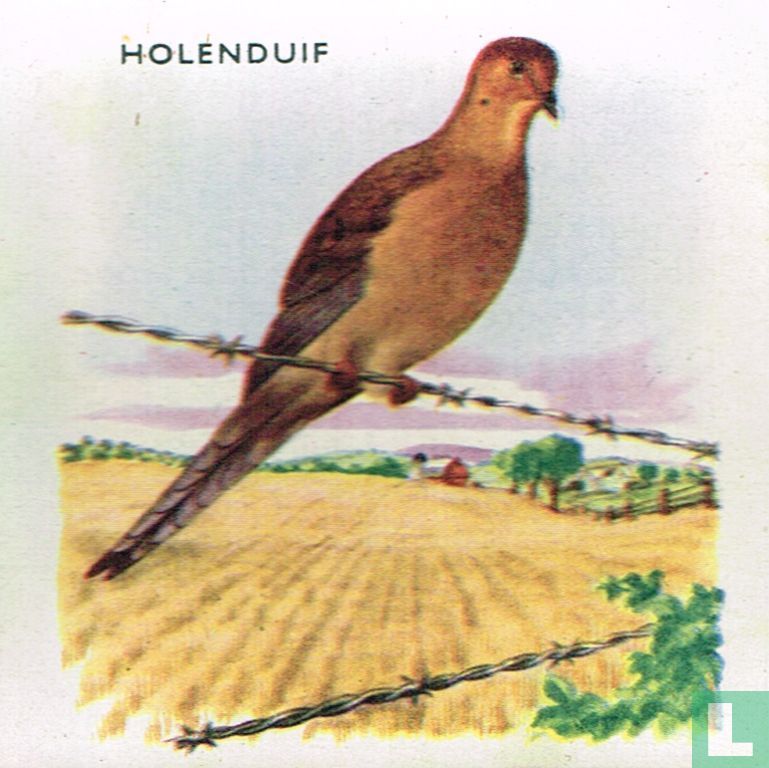 Holenduif