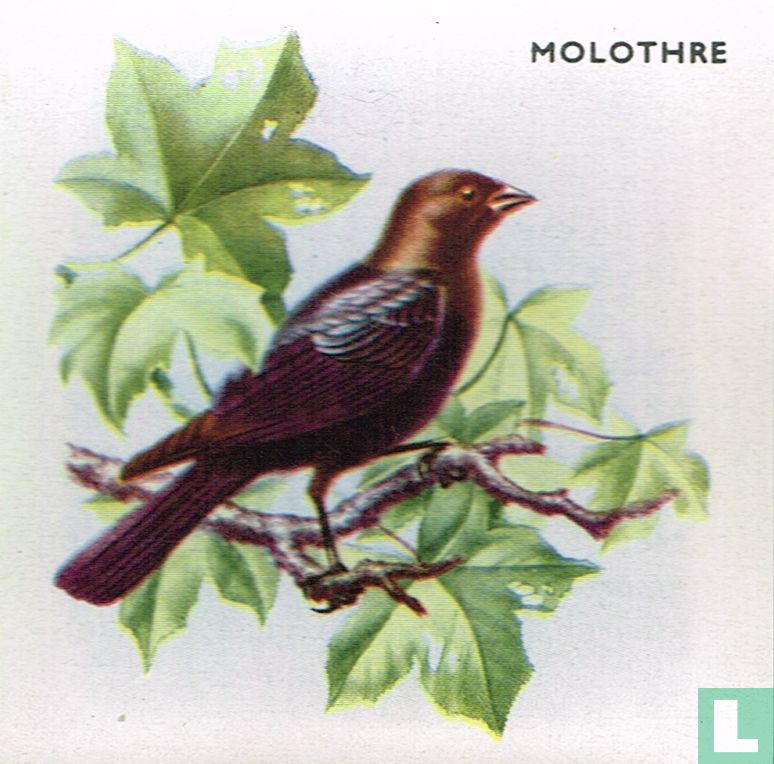 Molothre