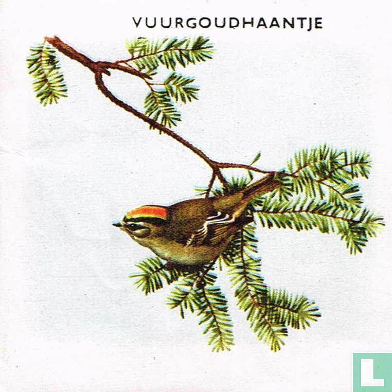 Vuurgoudhaantje