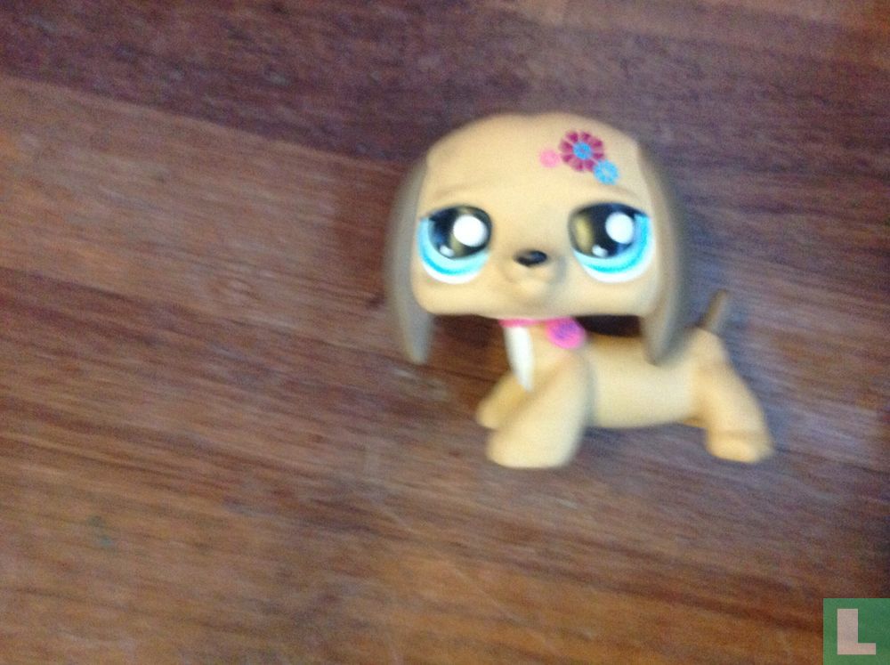 Hond  