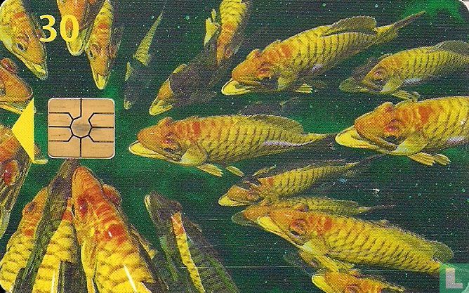 Fisk