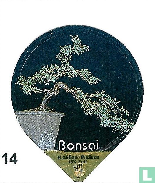 Bonsai       