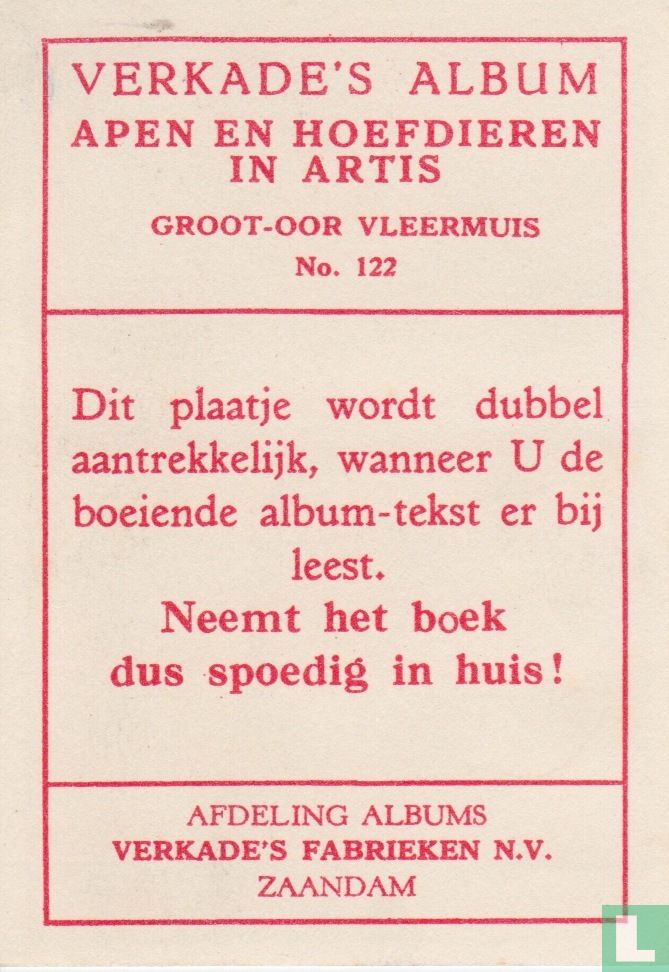 Groot-Oor Vleermuis