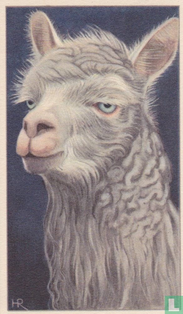 Witte Alpaca