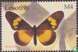 Butterflies                 