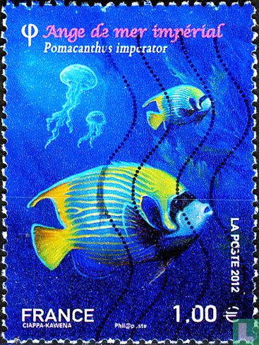 Tropical fish