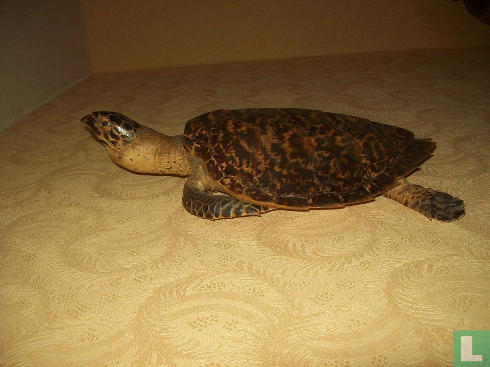 Schildpad