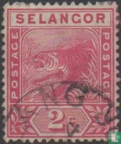 Tijger