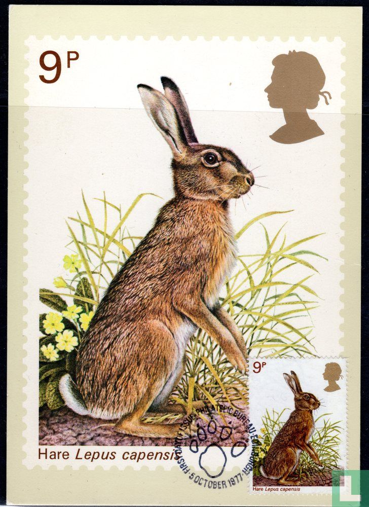 Hare