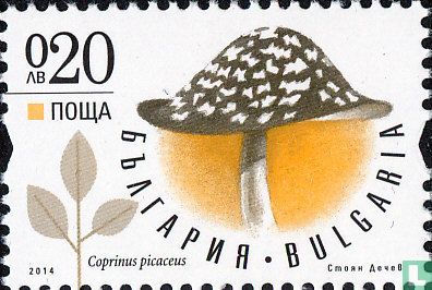 Champignons
