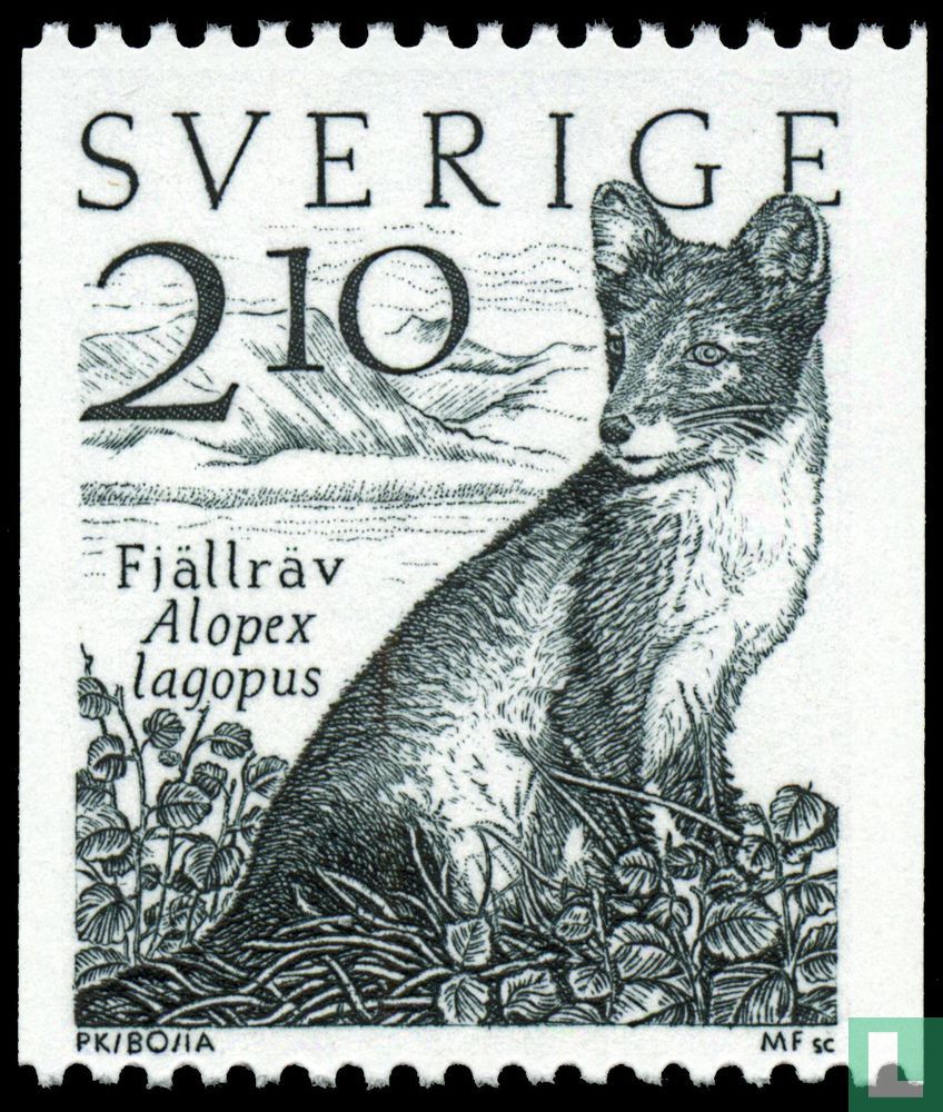 Renard polaire