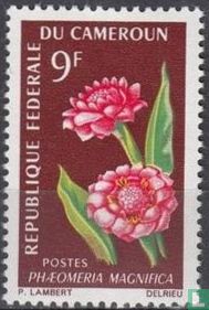 Flora