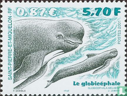 Pilot Whale