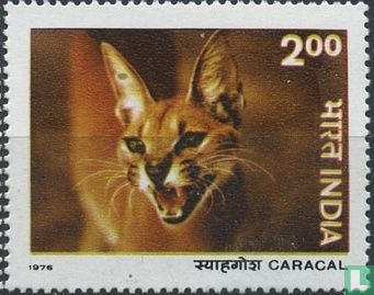 Caracal