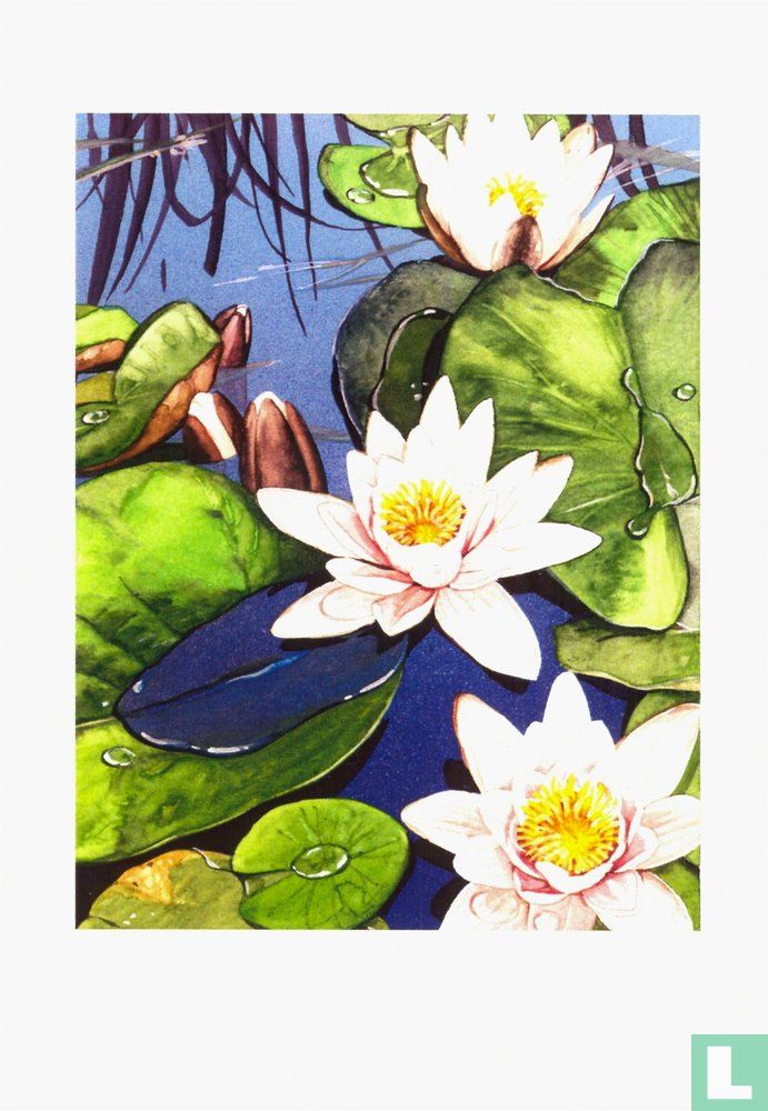 4. Waterlelie