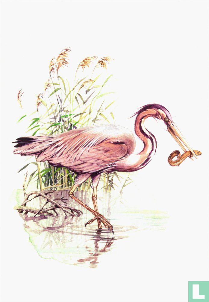 Purperreiger