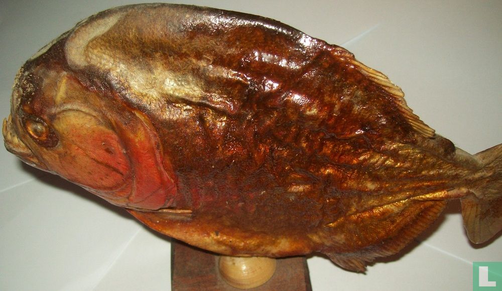 Roodbuikpiranha