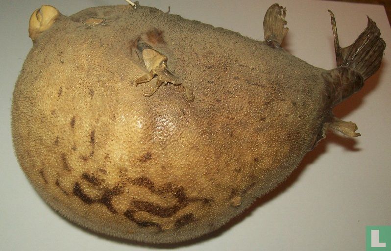 Gevlekte kogelvis