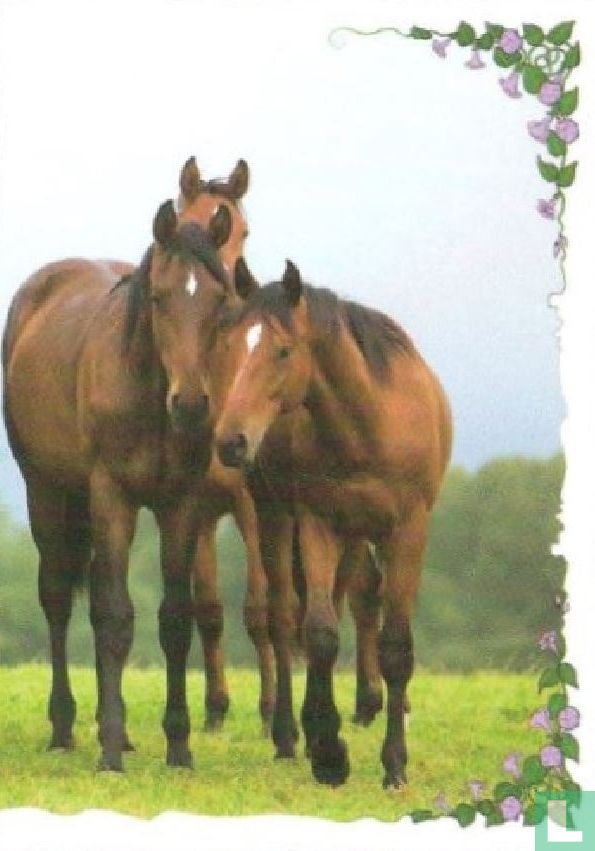 Paarden  