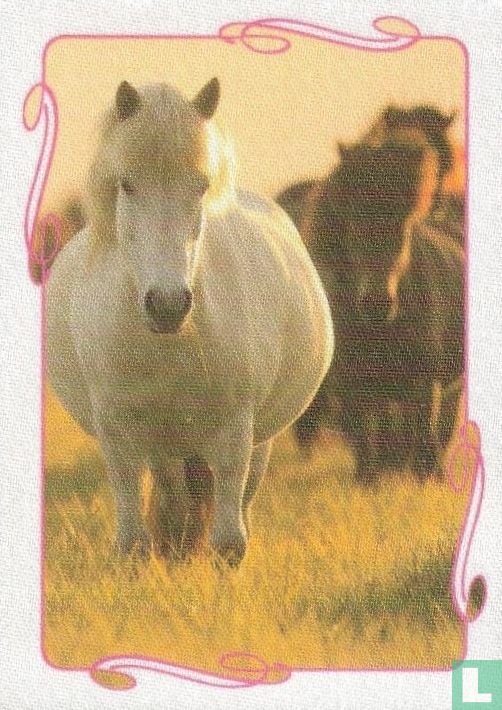 Paard