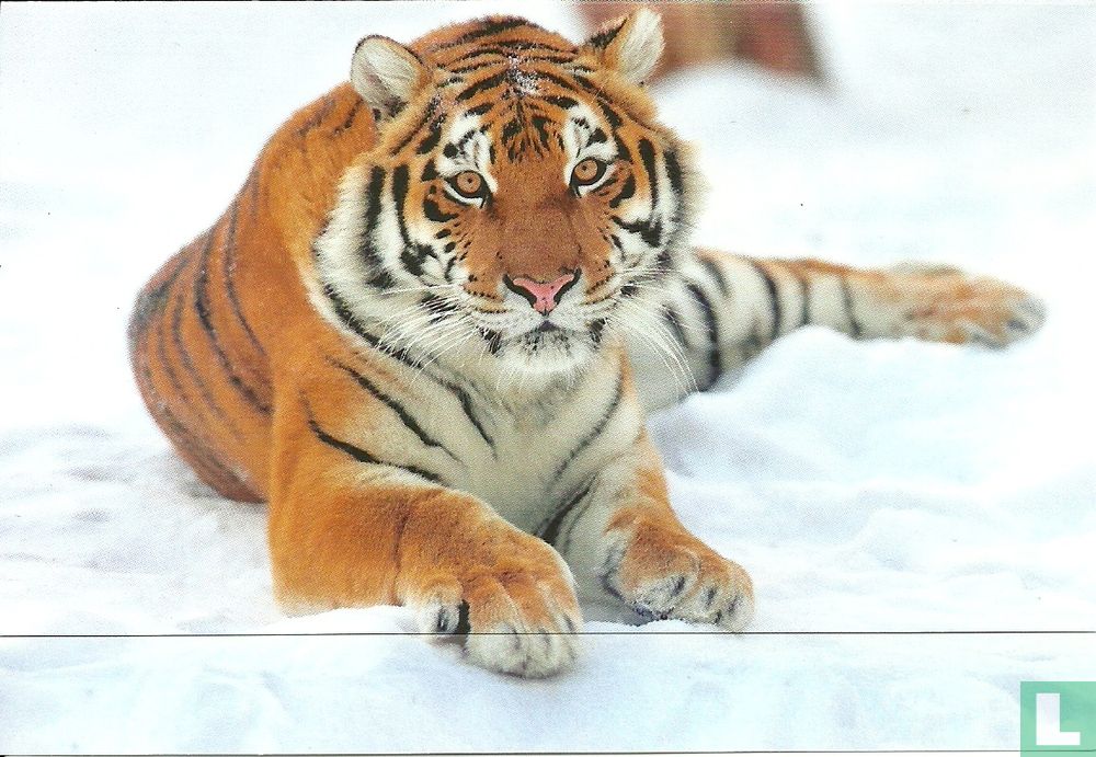 Tijger