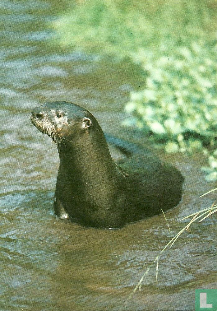 Otter (1092)